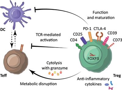 Metabolic Pathways Involved in Regulatory T Cell Functionality